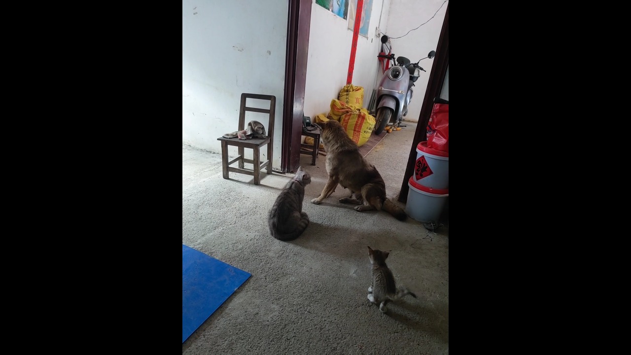 Dog gets startled when a mother cat suddenly swats at it during an indoor encounter in China