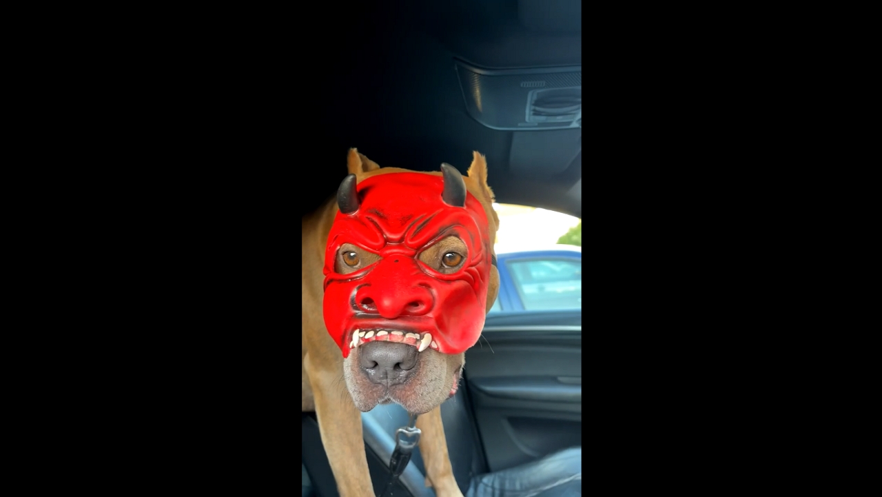 Pitbull wears funny mask inside car in Osnabrück, Germany