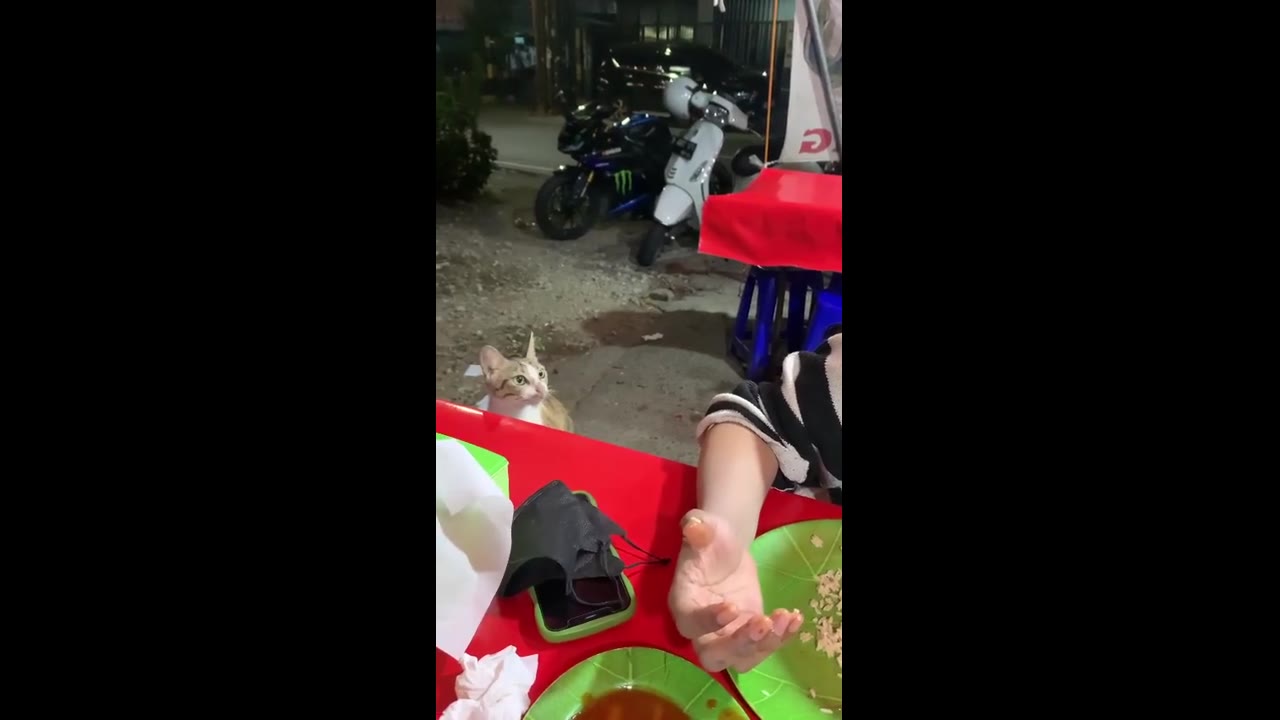 Adorable cat becomes a charming beggar at outdoor restaurant