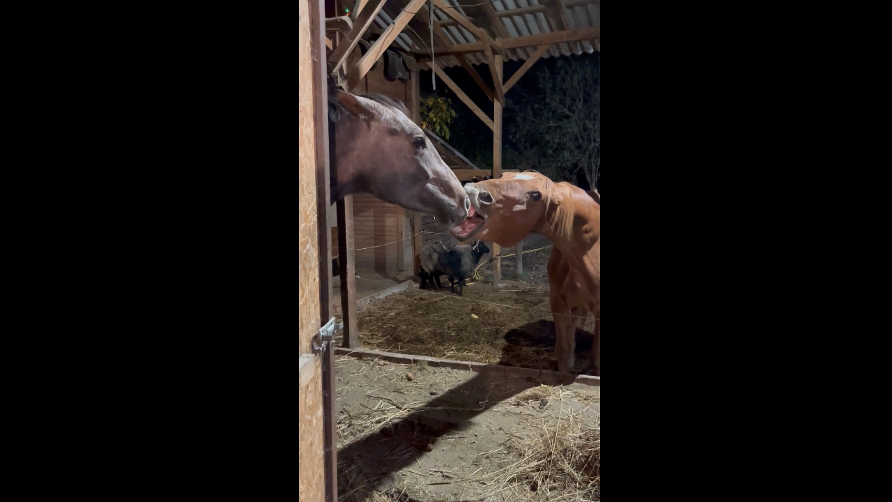 Horses tease each other in Verőce, Hungary