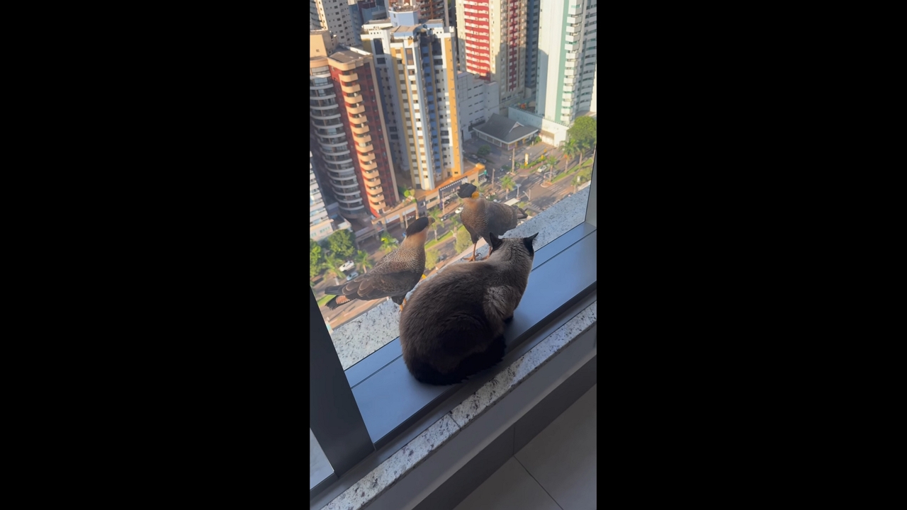 Cat scares off bird at window in Maringá, Brazil
