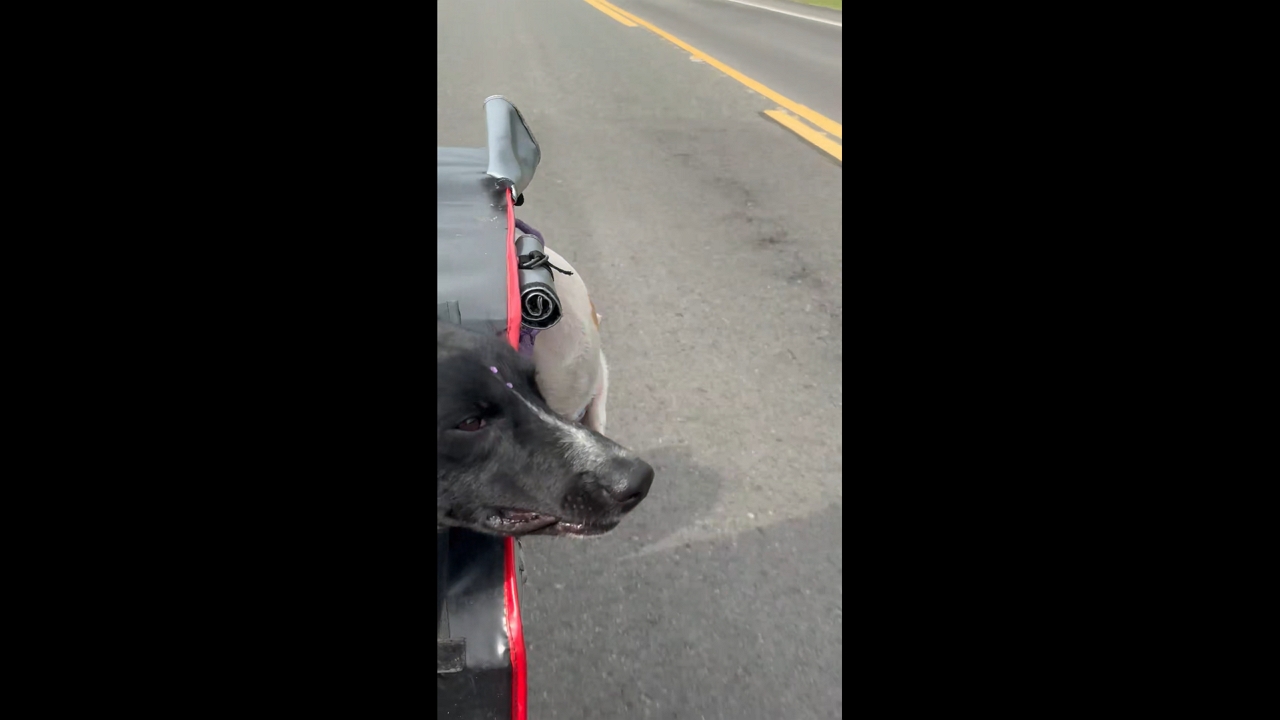 Dog riding in a box on a motorcycle slips out in Nariño, Colombia