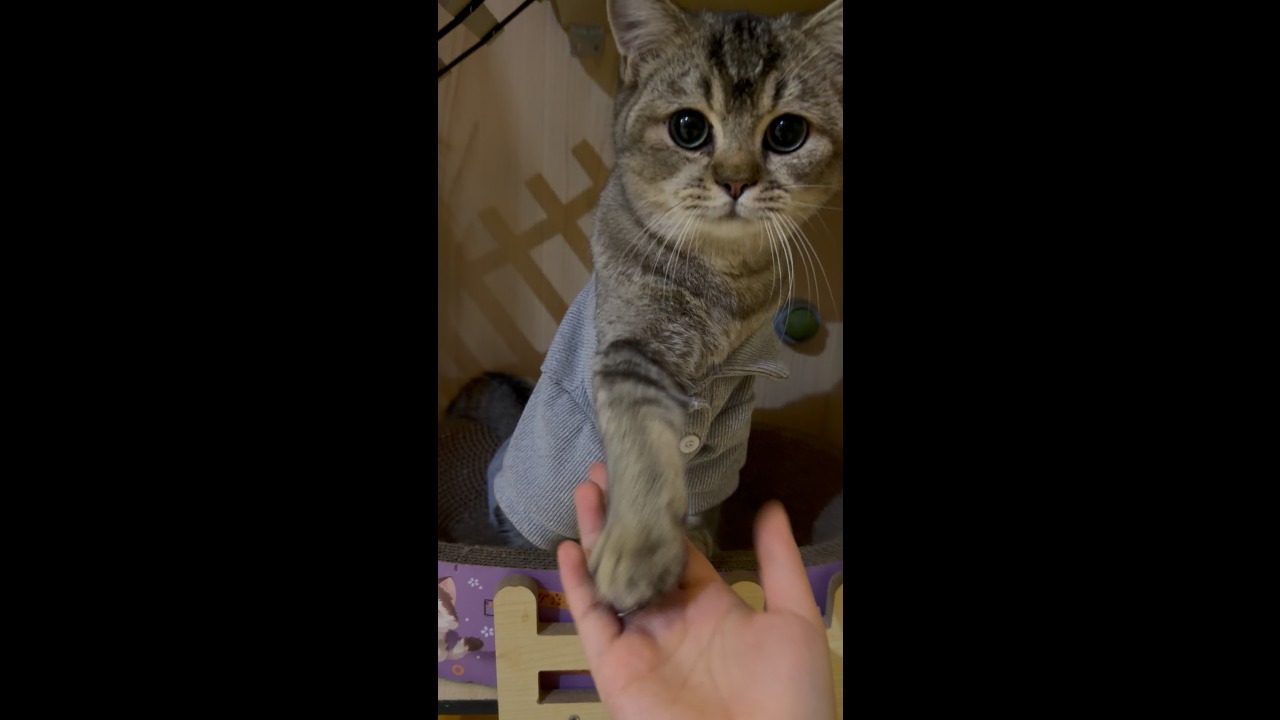 Kitten in an oversized polo shirt adorably offers its paw for a handshake in Hunan, China
