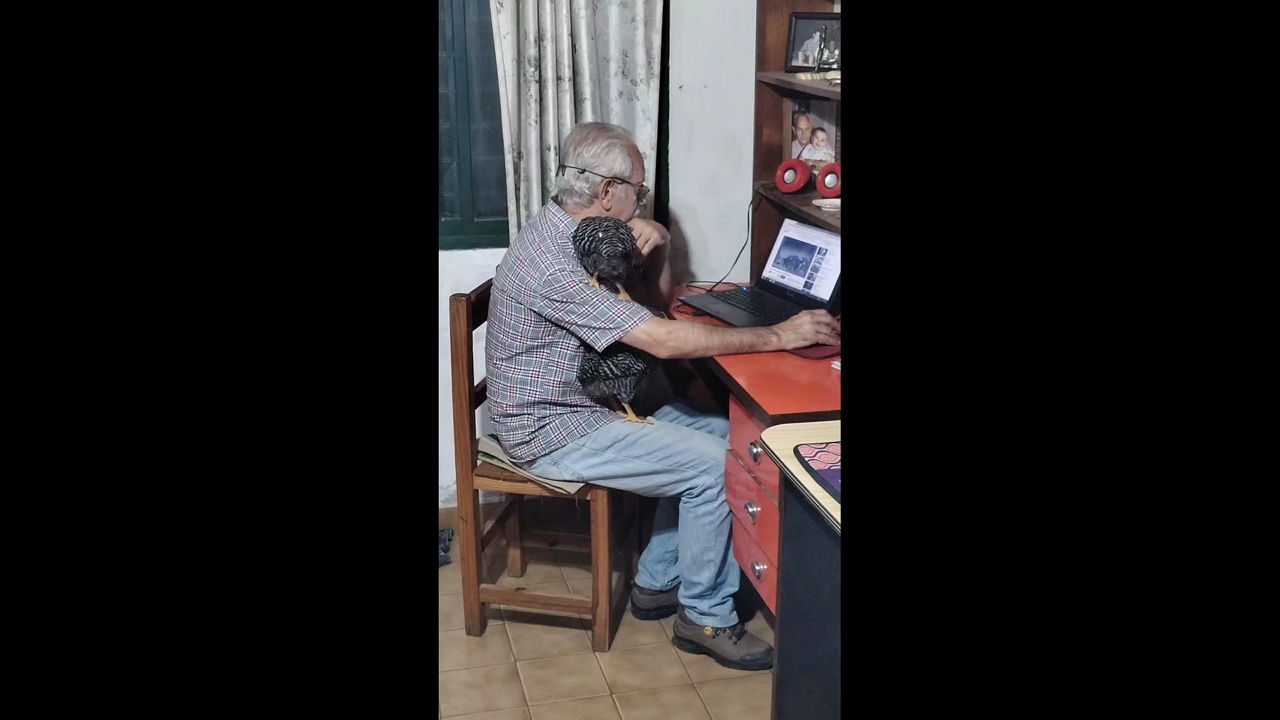 Man watches laptop with birds in Gualeguaychú, Argentina
