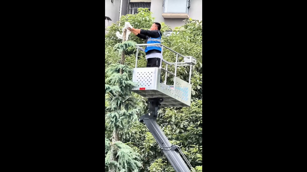 Cat clings to tree branches as resident attempts a high-altitude rescue in Sichuan, China