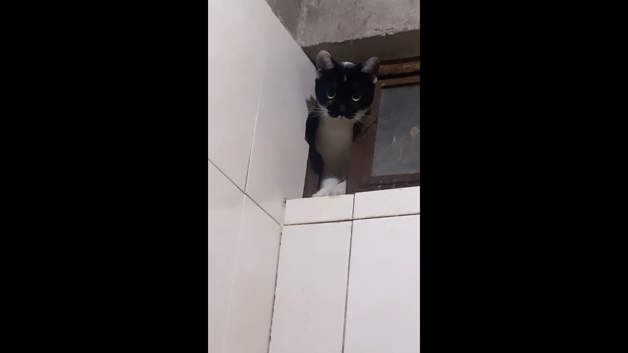 Kitten tries to enter bathroom through half-open window in Ciudad Obregón, Mexico