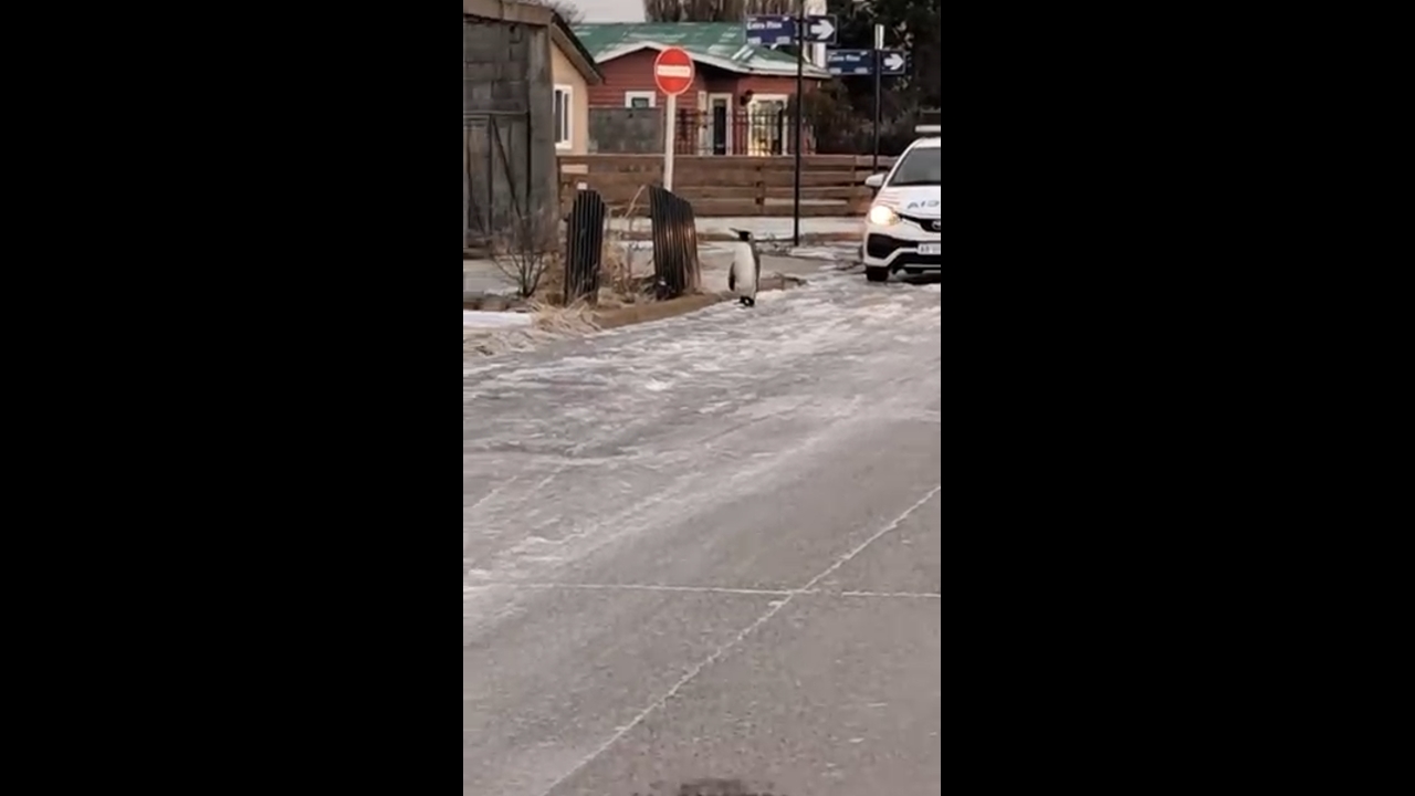 Unexpected encounter: penguin spotted in Río Grande