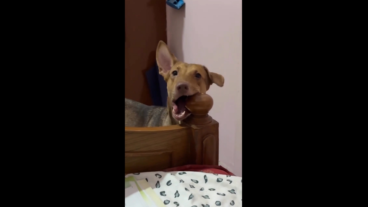 Confused canine: dog's reaction to сall a Mom