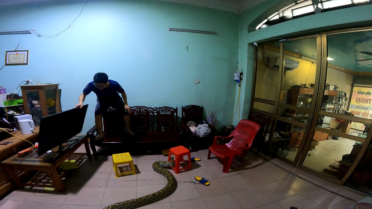 Python slithers into house, startles man in Hải Dương City, Vietnam