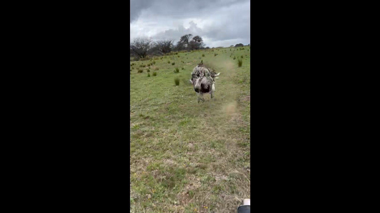 Ostrich relentlessly pursues dirt bike rider across open grassland in La Pampa, Argentina