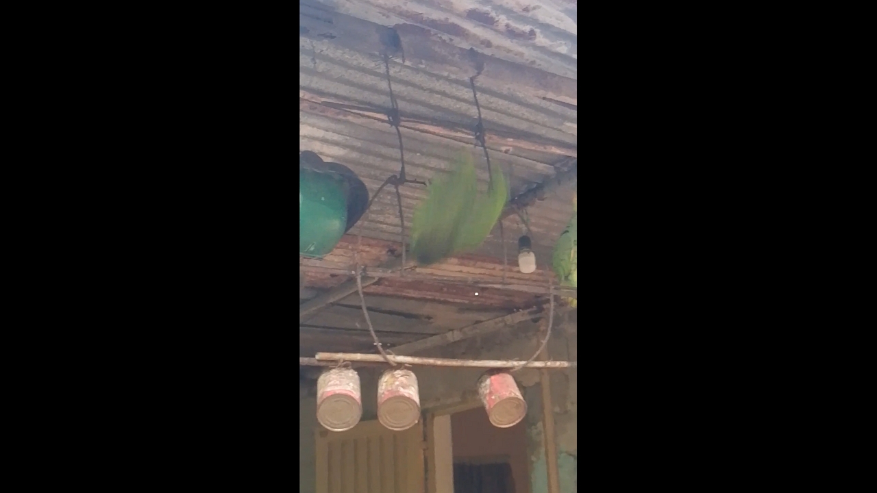 Parrot shows off spinning trick on perch in Maturín, Venezuela