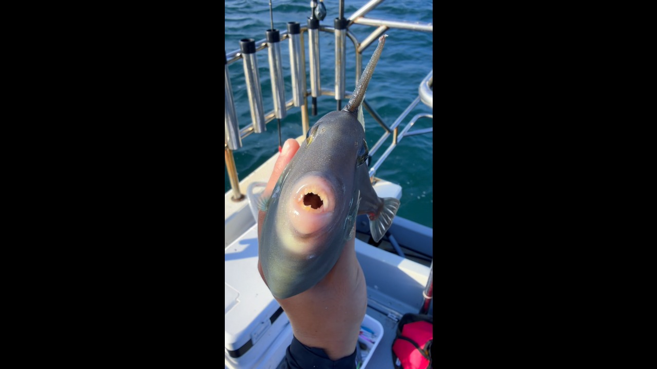 Unusual horned unicornfish caught aboard fishing boat in Weihai, Shandong, China