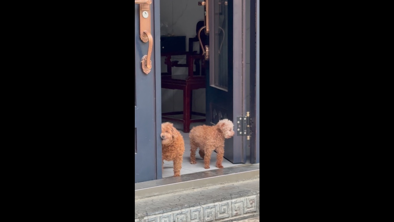 Puppy hilariously barks and wiggles its head while backing into a house in Chongqing, China