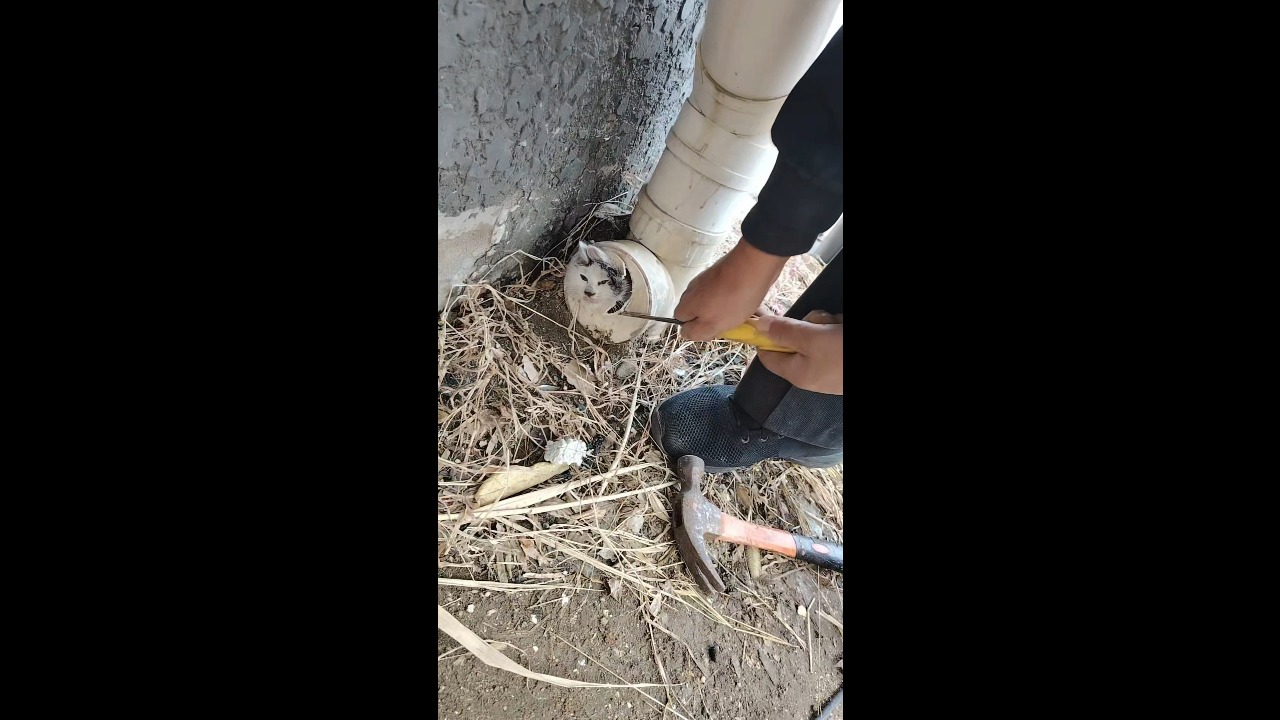 Kitten rescued after getting its head trapped in a PVC pipe in Hebei, China