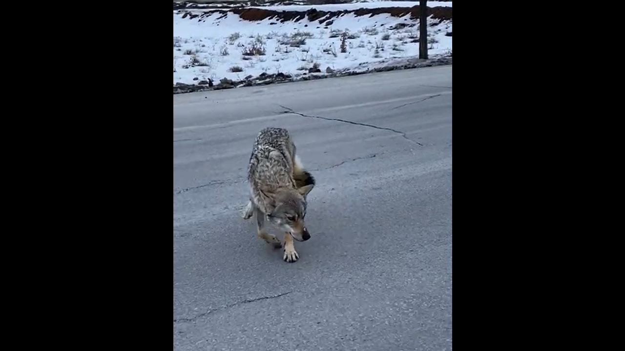 Wolf stranded on a road in Tatvan, Türkiye