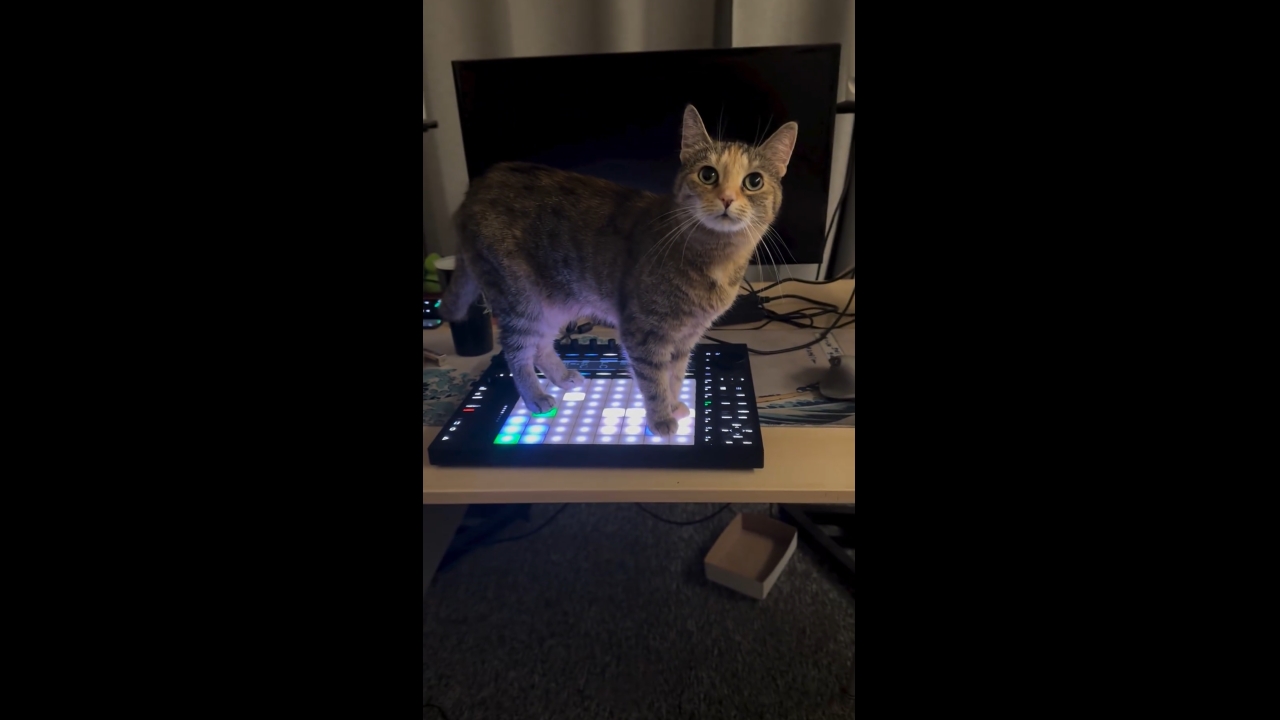 Groove queen: cat stands on music instrument in Wrocław