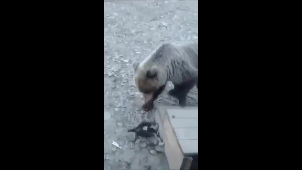 Barking heroes: dogs unite against bear to protect puppies in Yakutia