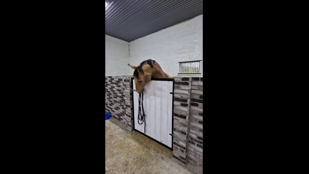 Feisty equine communication: when horses speak their minds in Sweden's Luleå