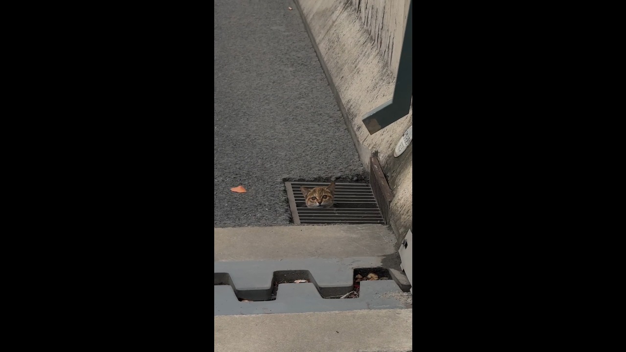 Kitten trapped in roadside storm drain rescued and taken for treatment in Shaoxing, China