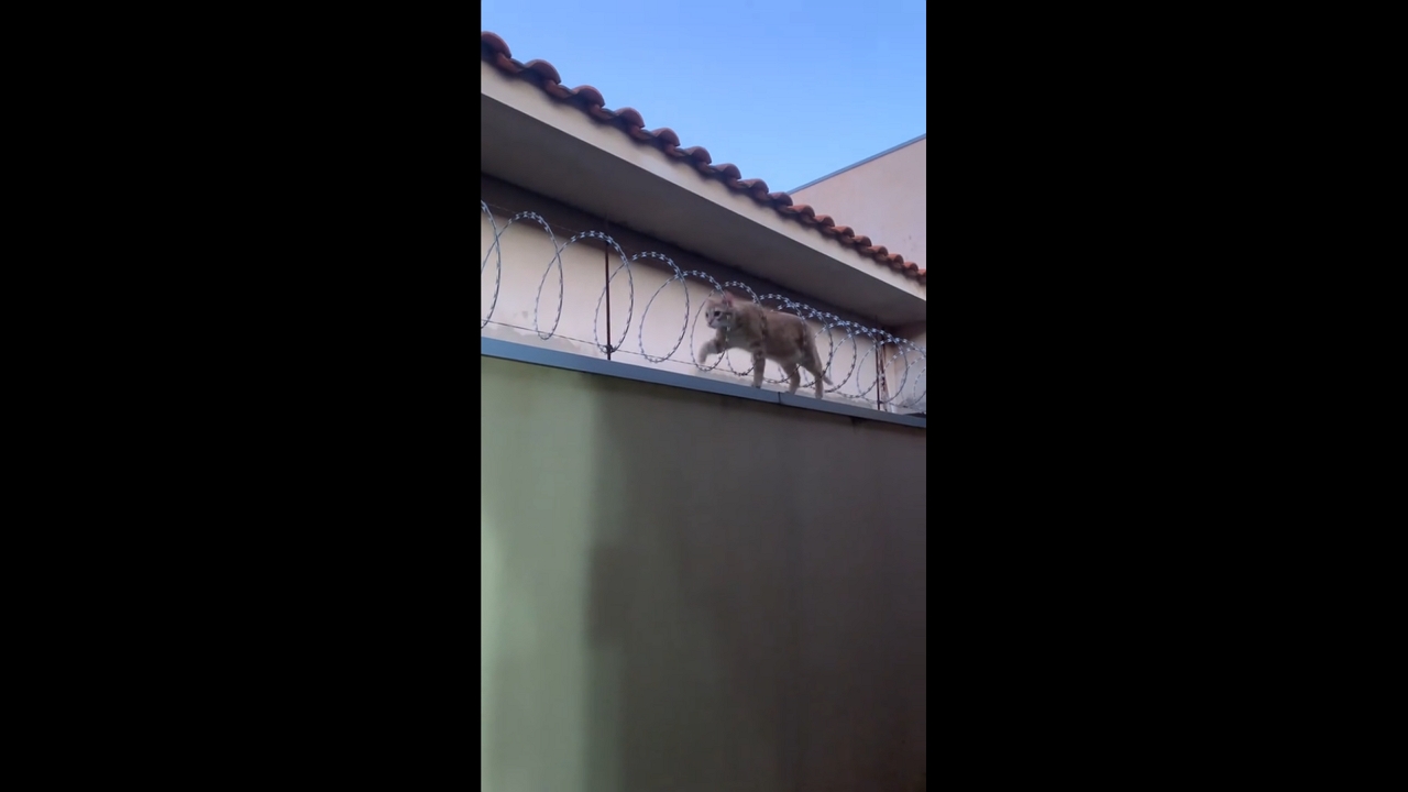 Pet cat skillfully navigates barbed wire fence in Ribeirão do Sul, Brazil