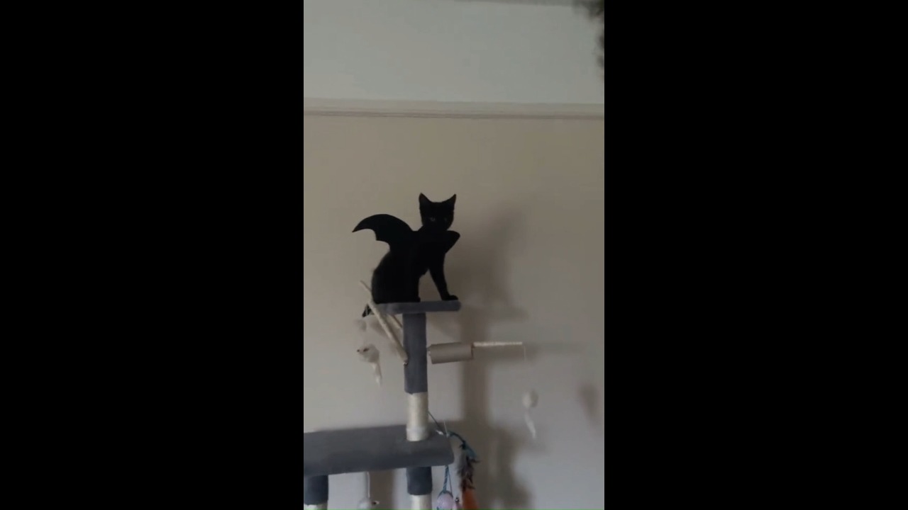 Cat wearing bat wings costume loses balance and falls backward off her cat tree in Shenley, UK