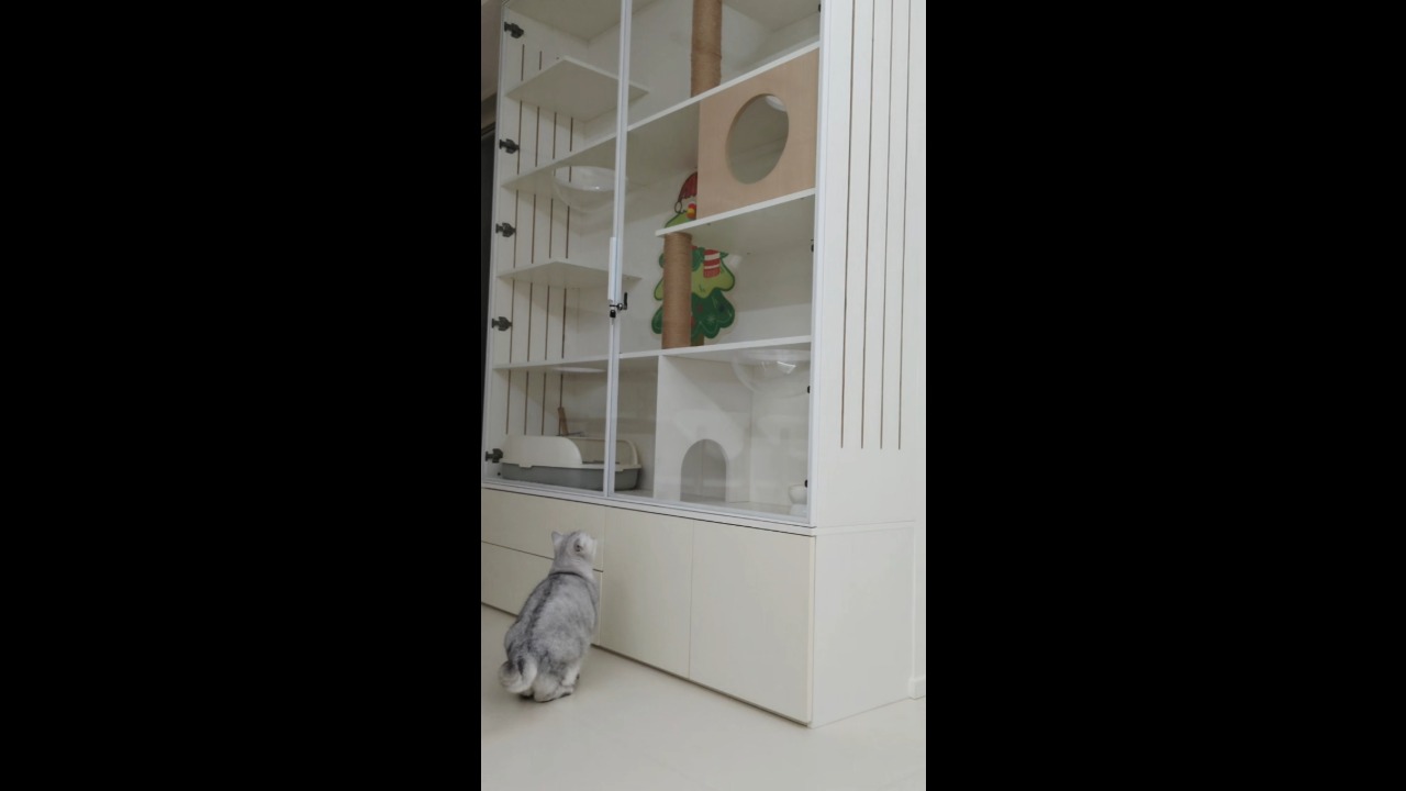 Cat bounces off a closed glass door while entering its cat villa in Shaanxi, China