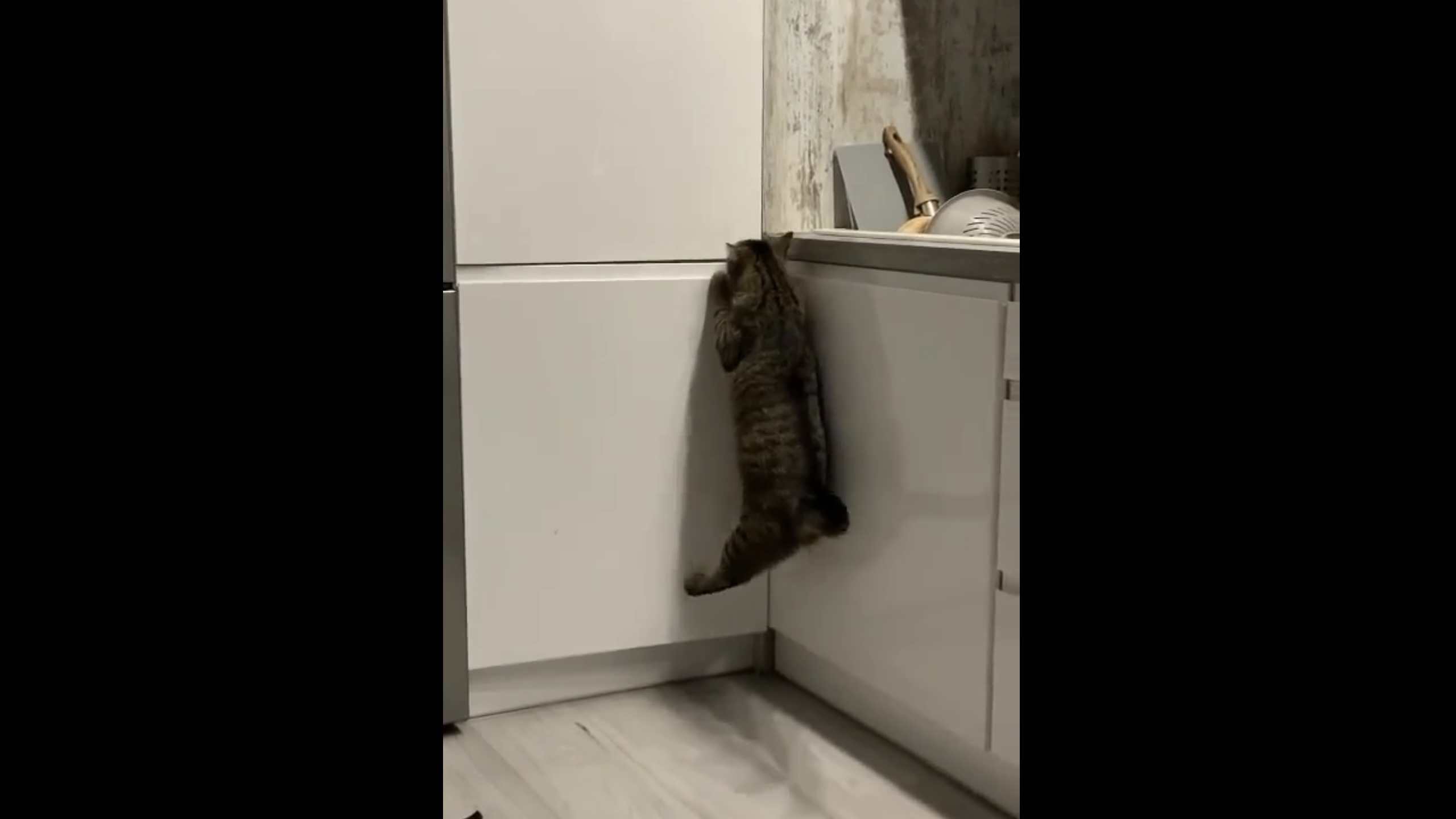 Hungry Pepe the cat successfully opens food drawer in Gdańsk
