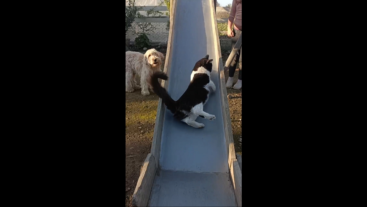 Playful cat takes a slide in Curicó, Chile