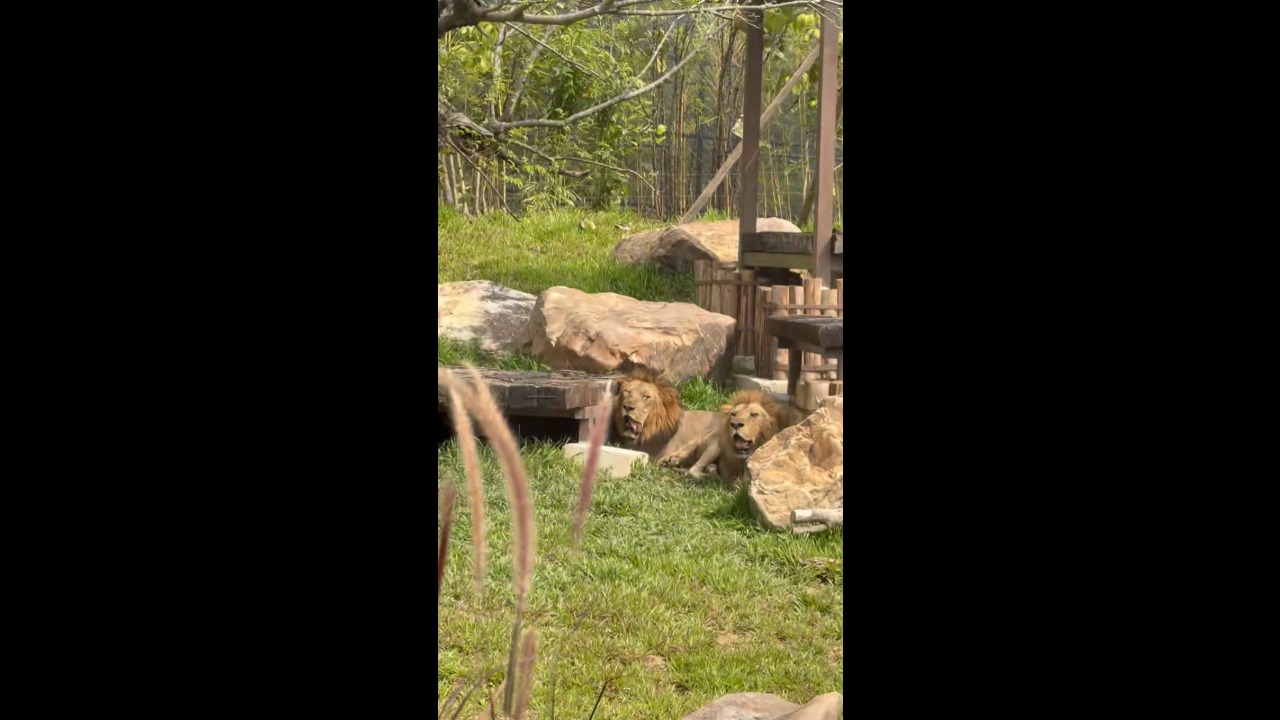 Two male lions pant and appear lethargic amid hot weather at a zoo in Qingyuan, China