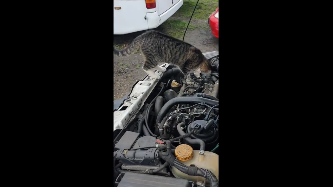 Feline mechanic: adorable cat assists car repair by stretching V-belt on Opel Combo