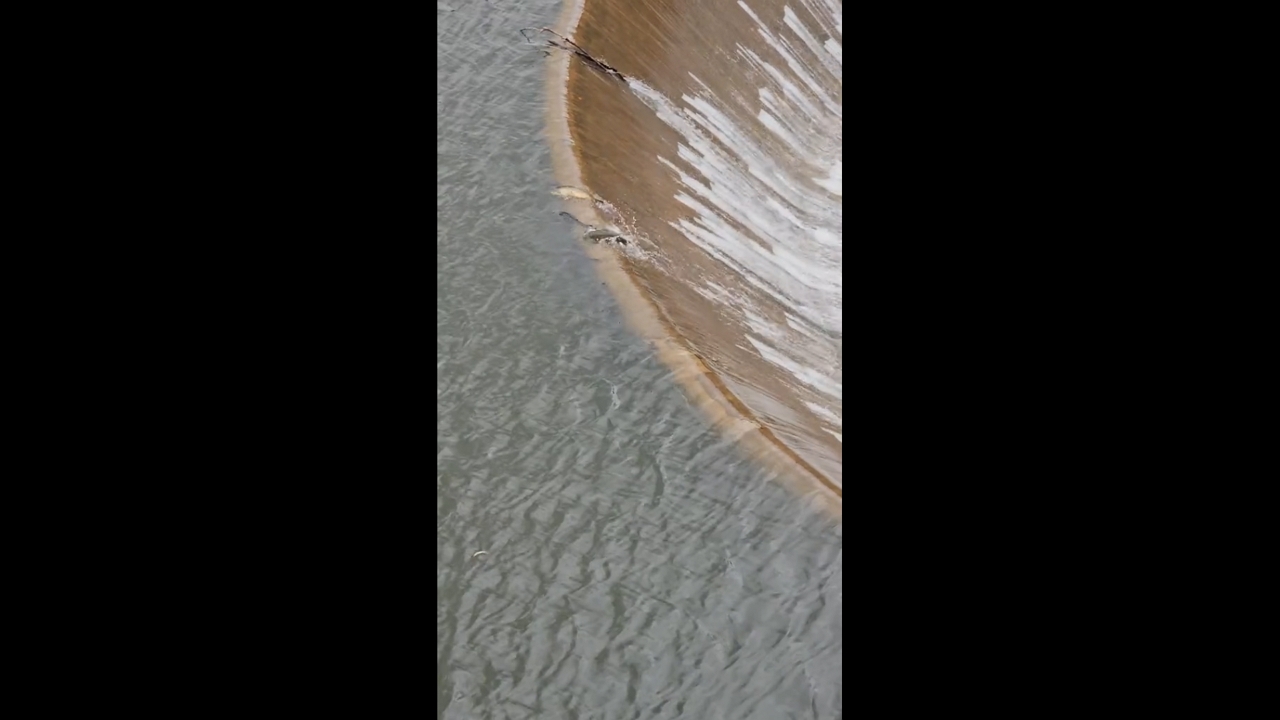 Carps fall into water funnel at a dam in Córdoba, Argentina