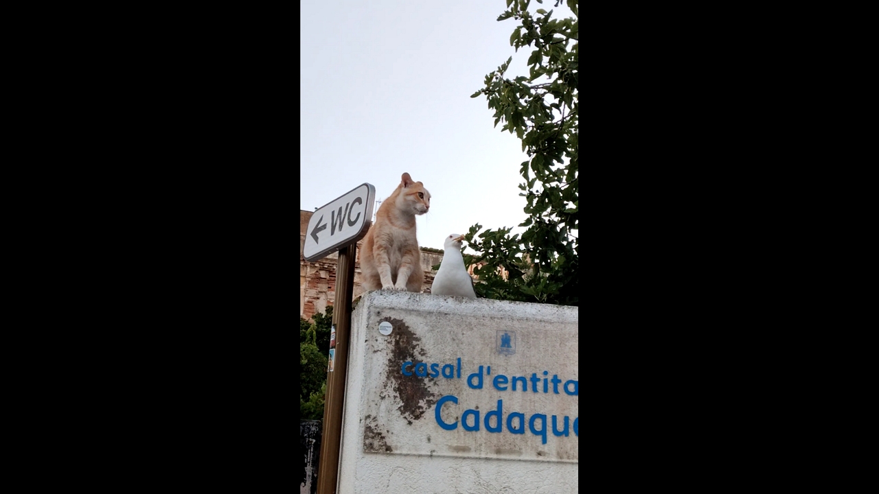 Startled cat hisses at motionless seagull in Cadaqués, Spain