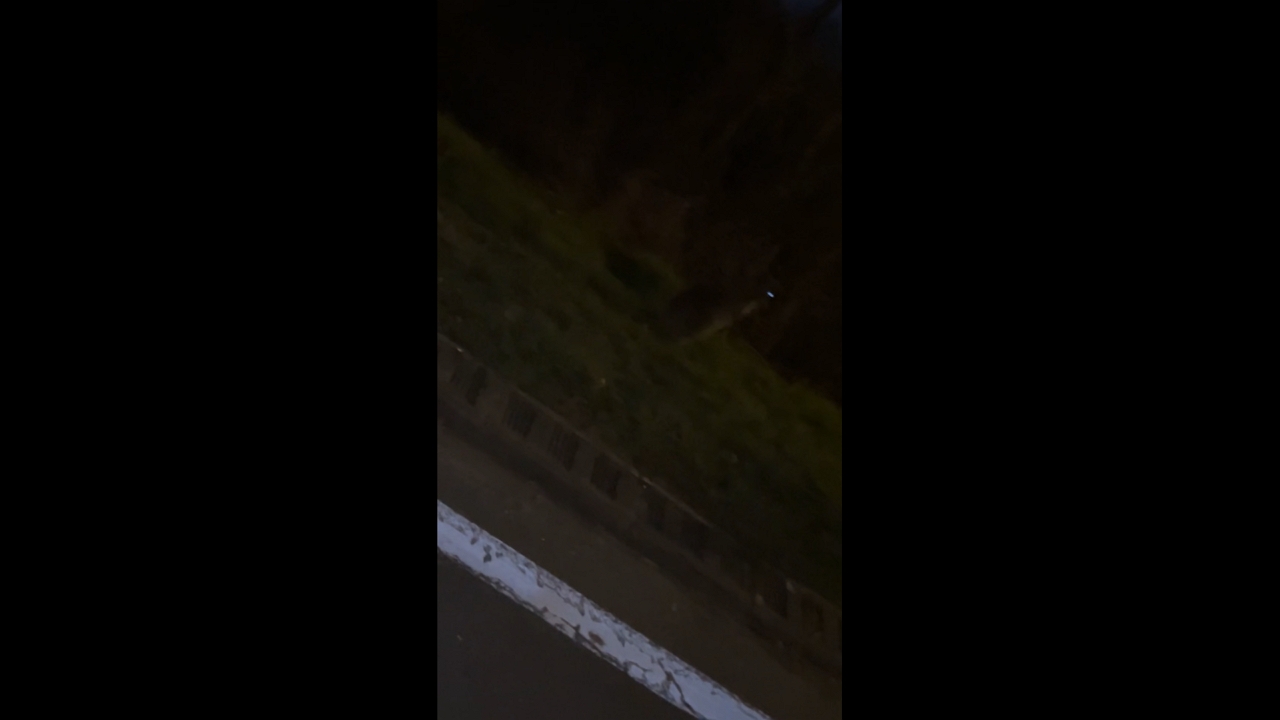 Kangaroo jumps across the road in Ambarès-et-Lagrave, France