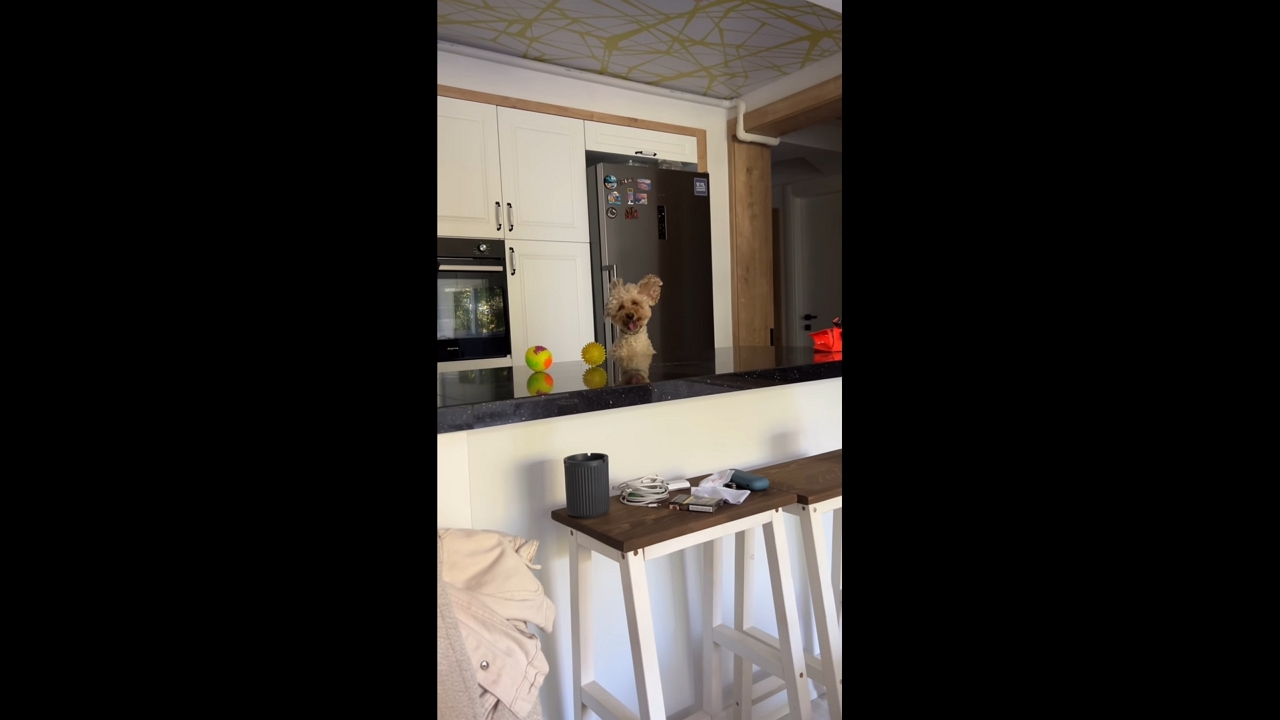 Energetic dog jumps behind counter to chase her ball in İzmir, Turkey