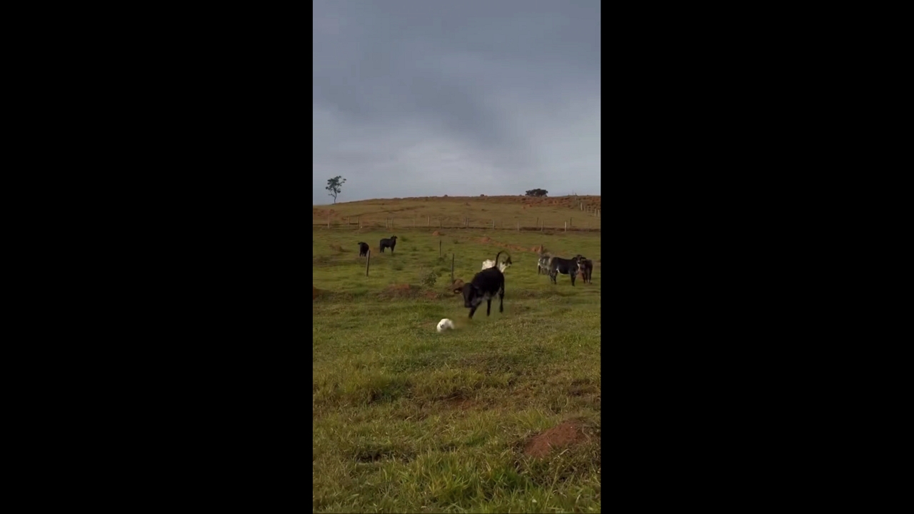 Dog playfully chases cow, then gets chased back in Monte Sião, Brazil