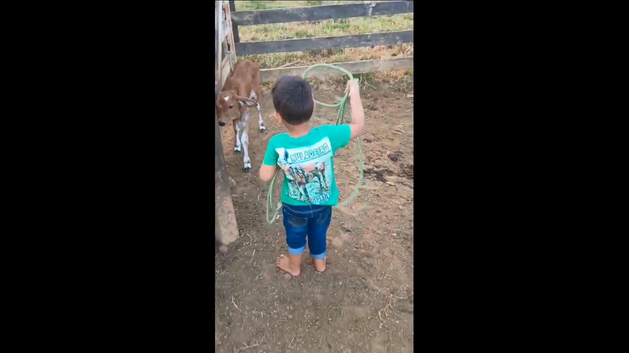 Little boy tries to rope calf and runs off scared in Governador Jorge Teixeira, Rondônia, Brazil