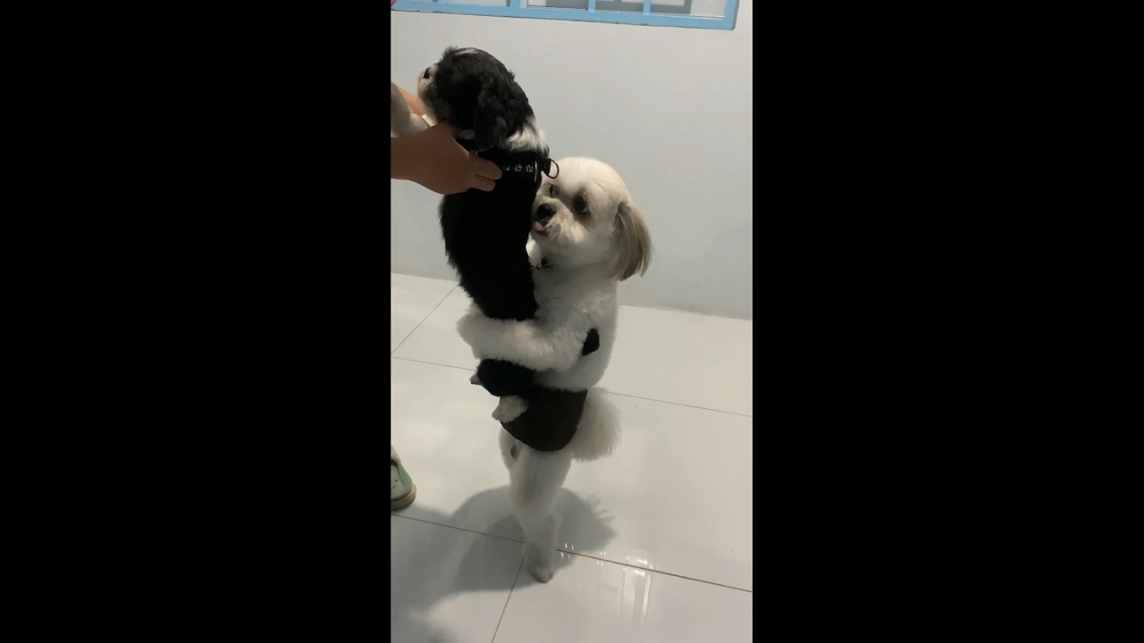 Dog refuses to let sibling go home in Peñaranda, Nueva Ecija, Philippines