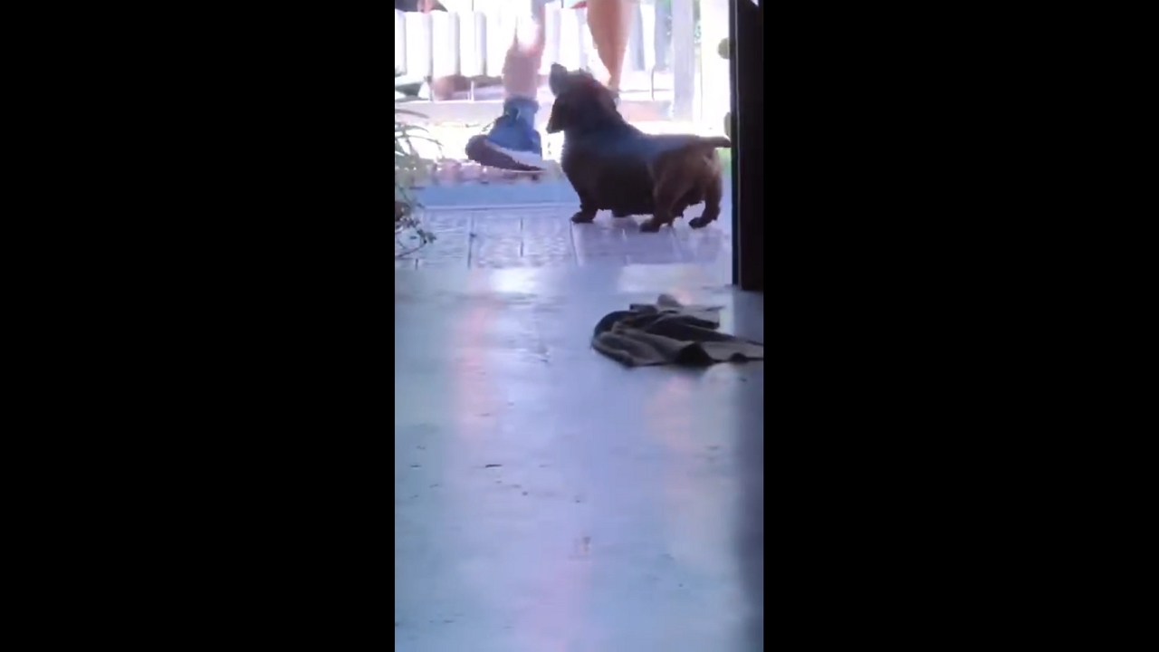 Small but brave dog barks at stranger in Córdoba, Argentina
