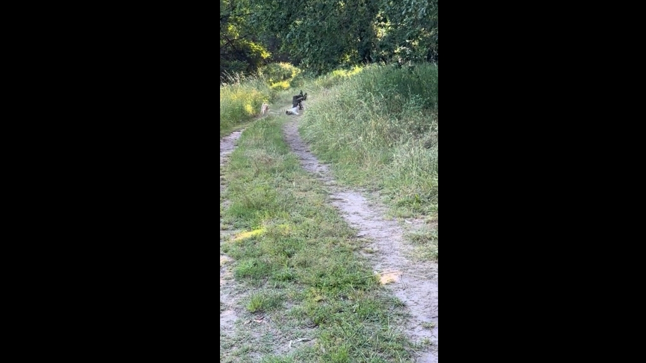 Unexpected doggie takedown: hilarious moment in Tomiño