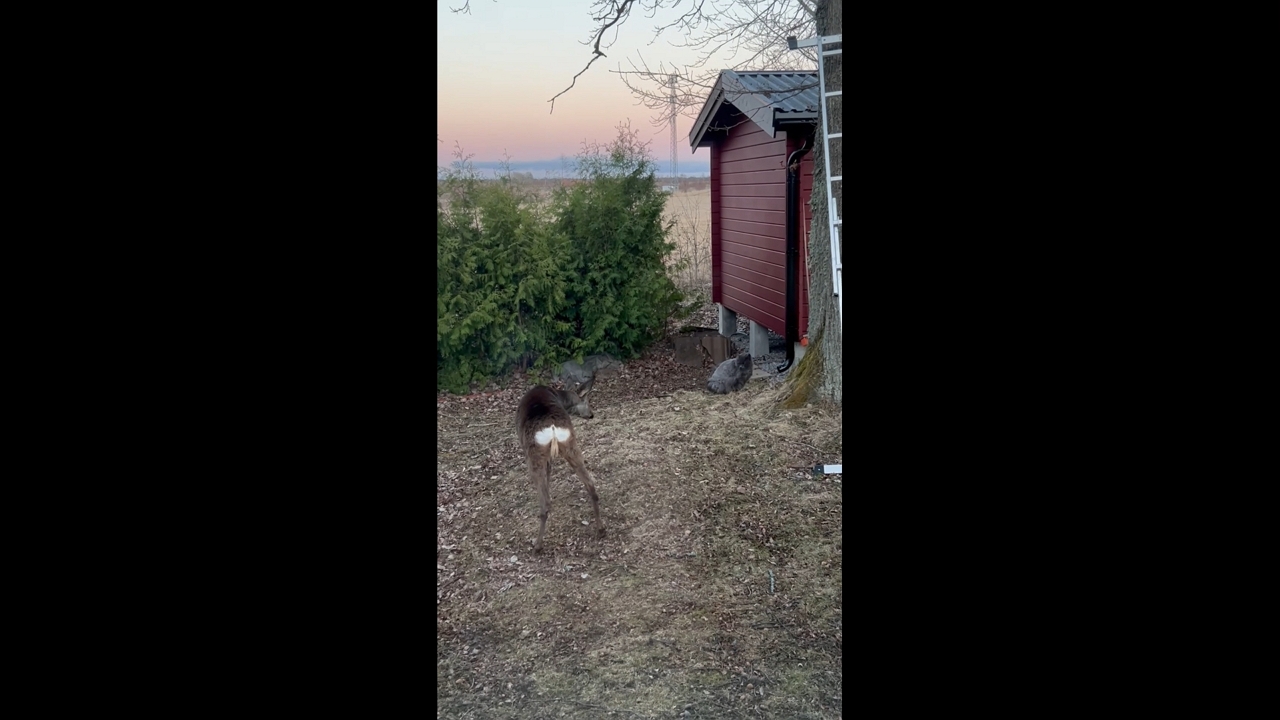 Cat chases off curious deer in backyard in Svärtinge, Sweden