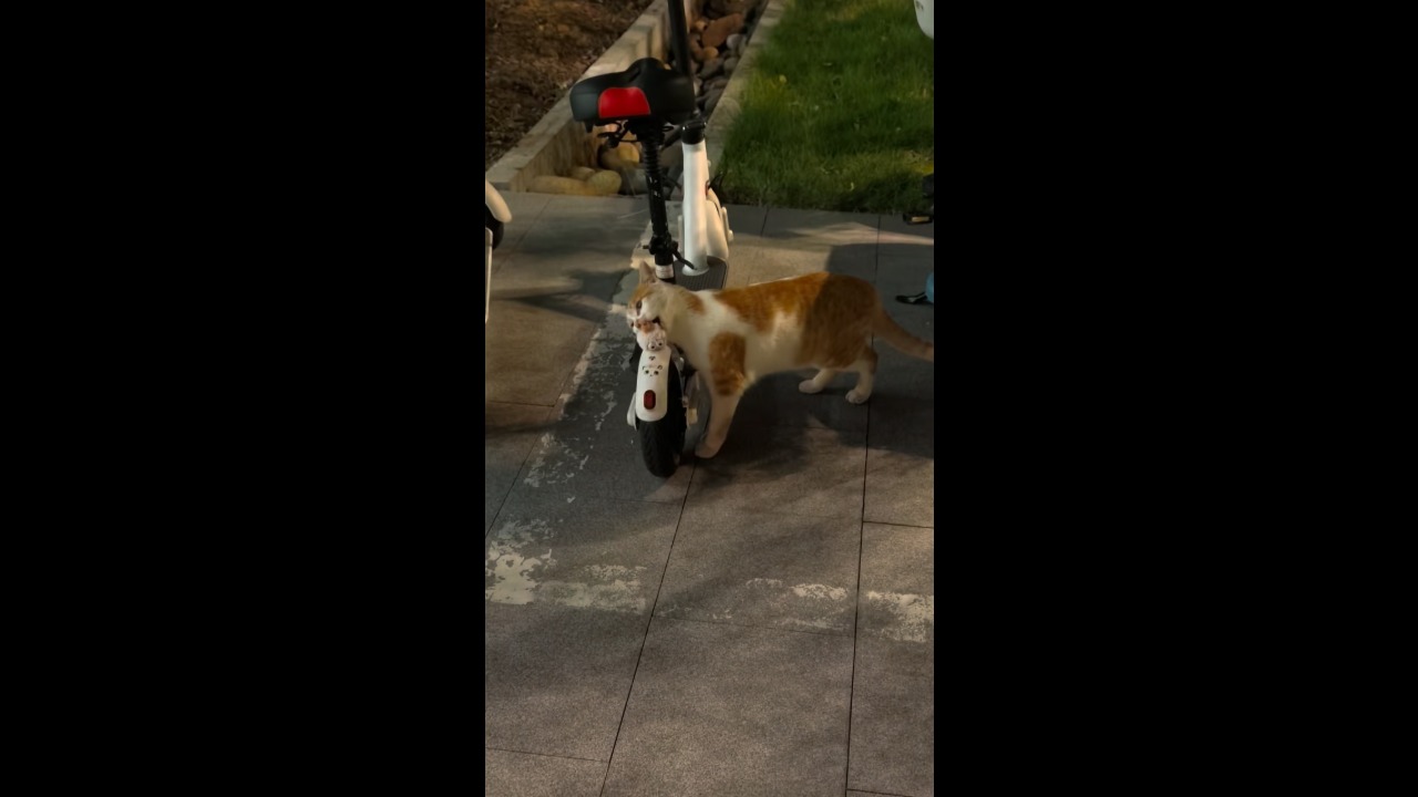 Curious cat keeps biting a decoration attached to a scooter in Sichuan, China