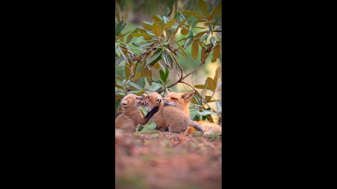 Red fox family shares tender moment at Montréal Botanical Garden, Canada