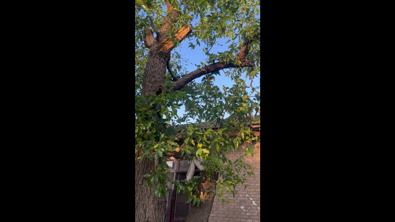 Cat carries a date fruit down from a tree to its owner in Shanxi, China