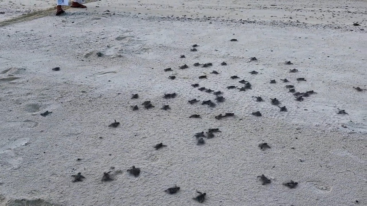 Turtle hatchlings make their way toward the sea in Shanghai, China