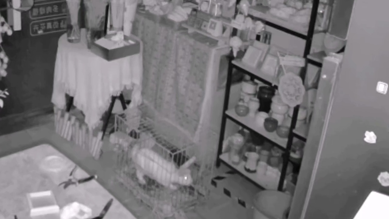 Rabbit accidentally escapes its cage while attempting to kick a weasel in Zhengzhou, China