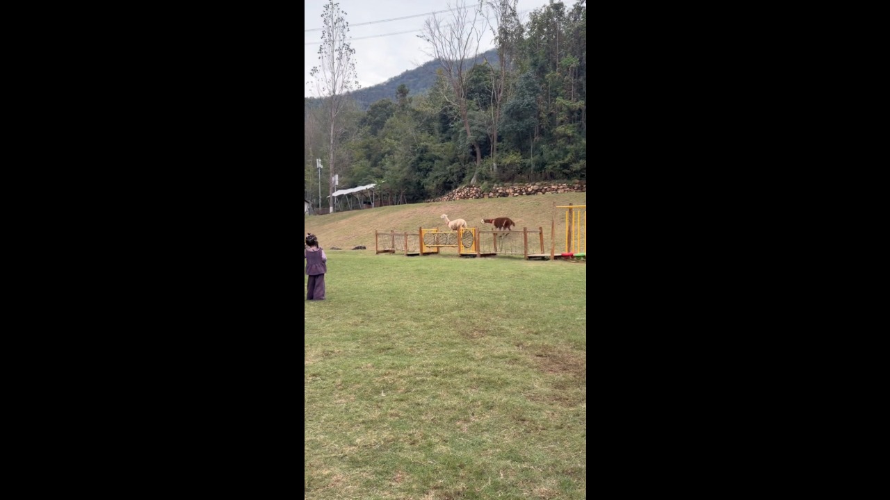 Two alpacas chase each other as goats headbutt nearby at a farm in Jingshan, China