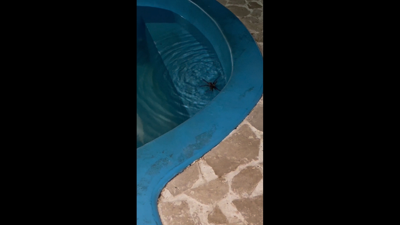 Large spider falls into pool and struggles to escape in Tucumán, Argentina