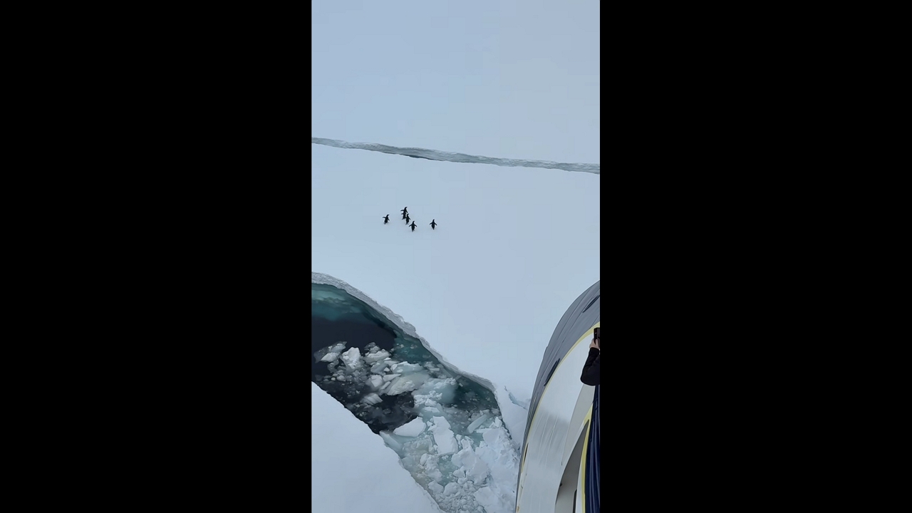 Adélie penguins cross sea ice in Argentina