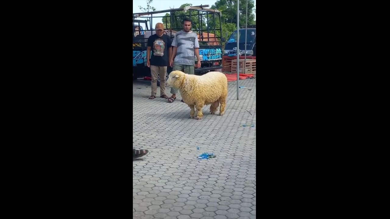 Rare short wooly goat steals the spotlight at Kaligesing goat contest