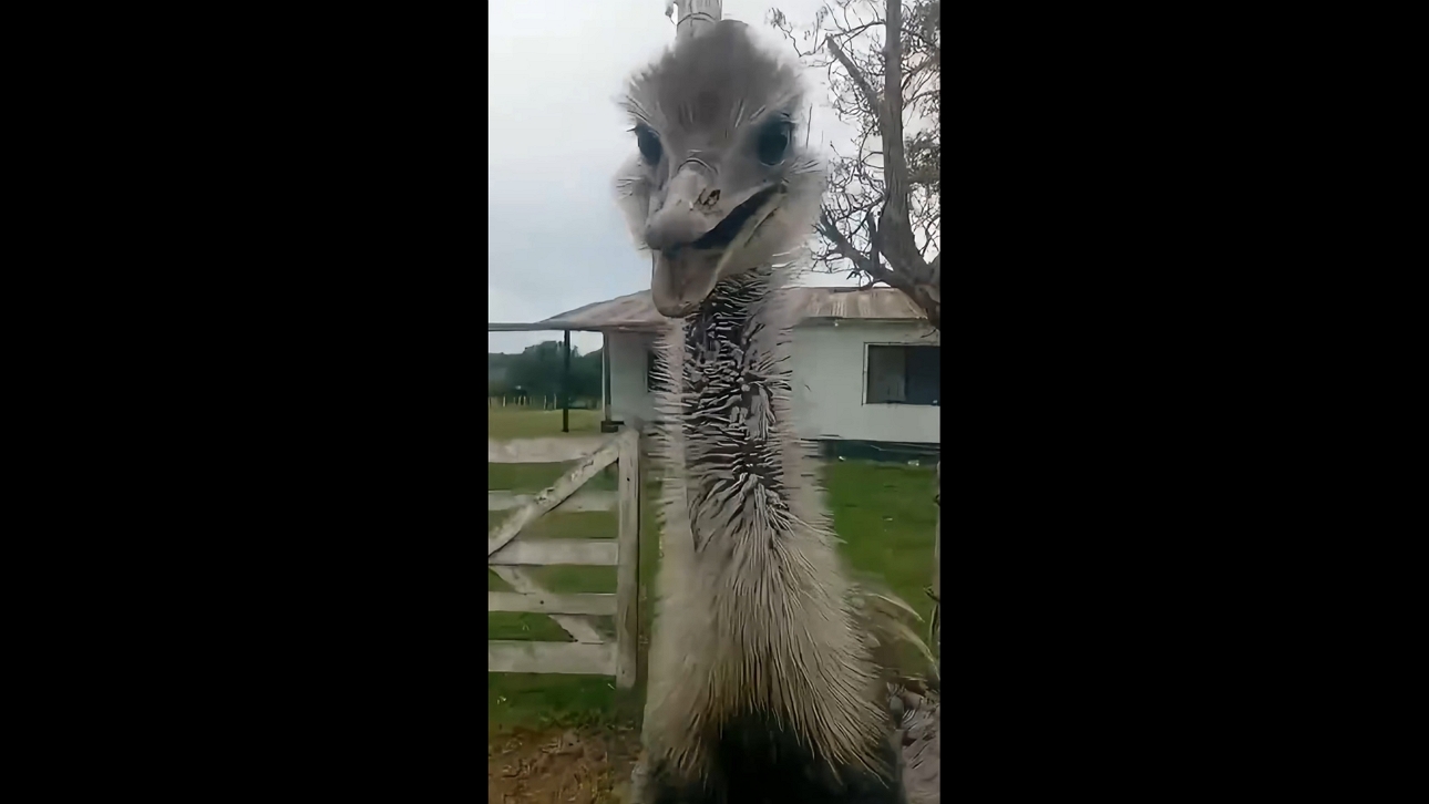Man flees to car as curious rhea gives chase in Gualeguaychú, Argentina